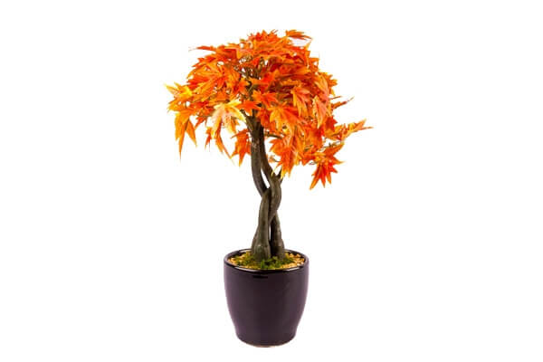 Orange Plant